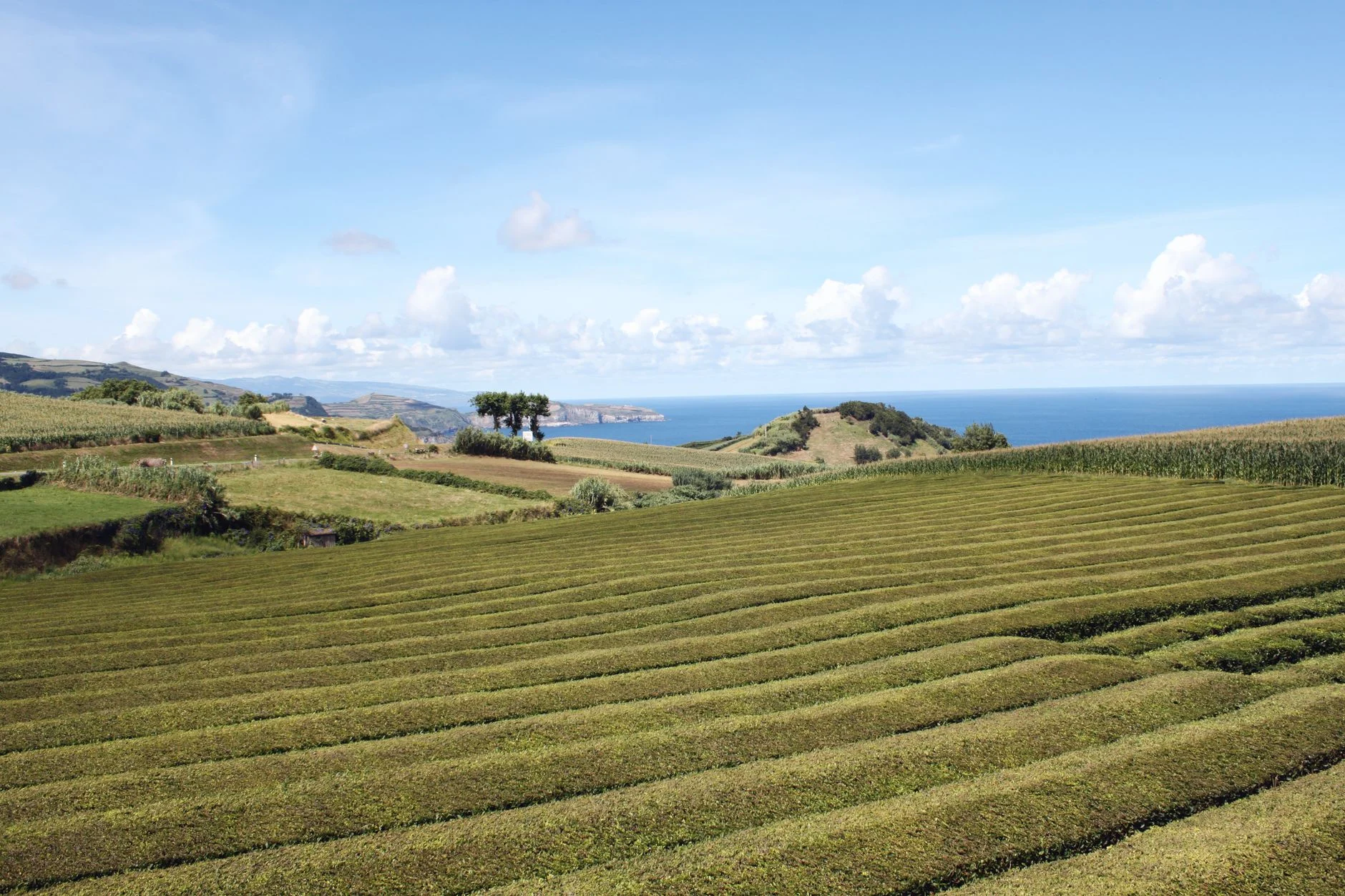 Green tea fields on São Miguel, Azores