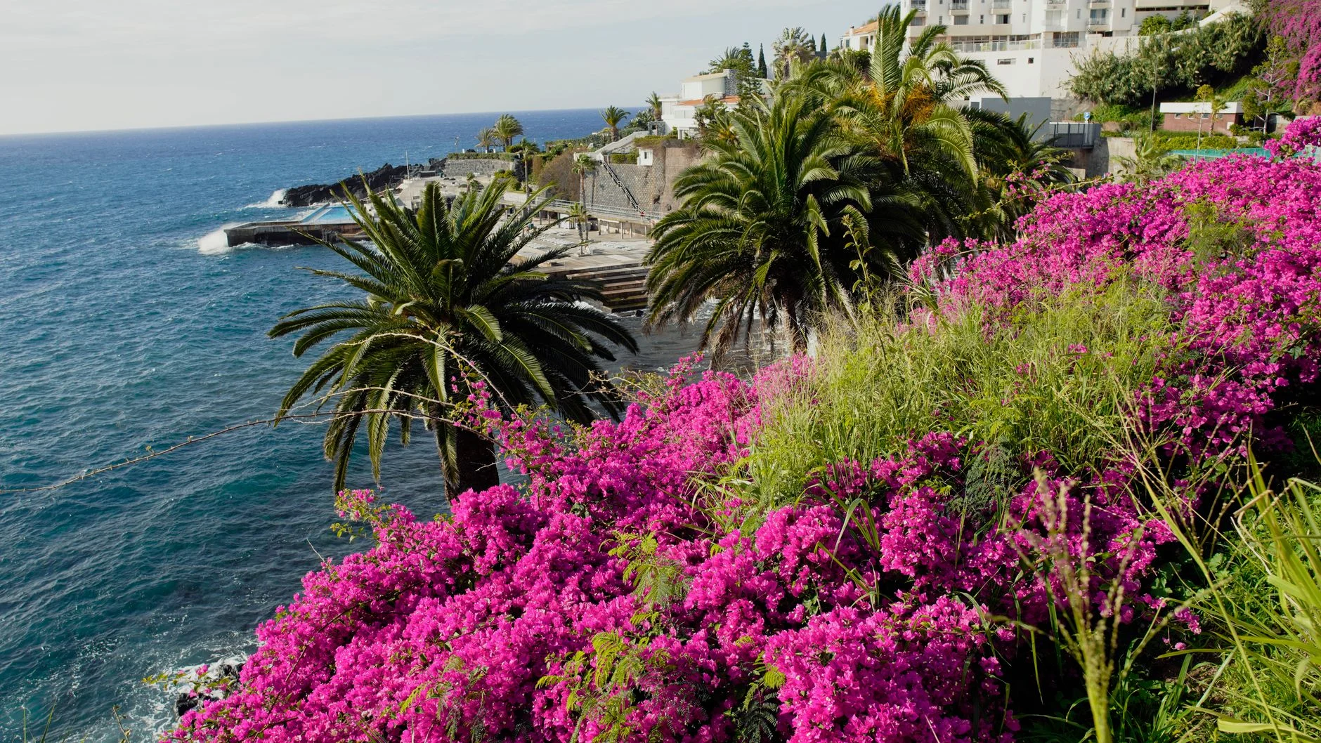 A flowering Madeira garden above the Atlantic