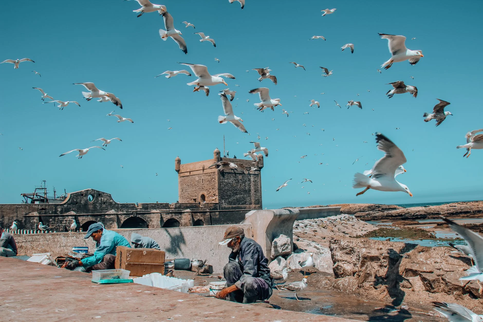 Blue boats and seagulls in Essaouira's port